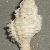 Coralliophila squamosa
