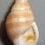 Nassarius cabrierensis ovoideus