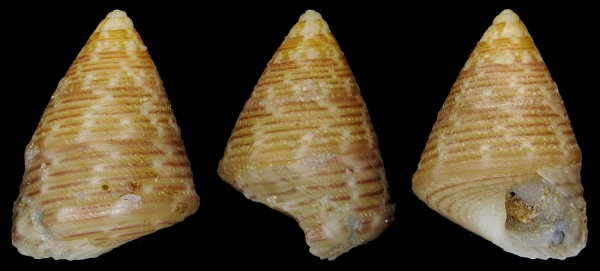 Jujubinus catenatus
