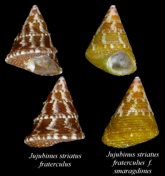 Jujubinus striatus fraterculus