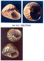 Gibbula umbilicalis