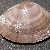 Mactra glauca