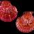 Aequipecten opercularis