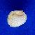 Cardium richardi