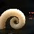 Spirula spirula