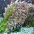 Pinna rudis
