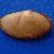 Psammobia costulata