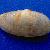 Psammobia costulata