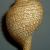 Eudolium bairdii