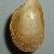 Modiolula phaseolina