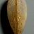 Modiolula phaseolina