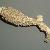 Gastrochaena dubia