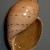 Ampulla priamus