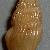 Crassopleura incrassata