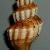Fusinus syracusanus
