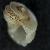 Fossarus ambiguus