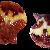 Aequipecten opercularis