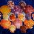 Aequipecten opercularis