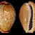 Naria spurca spurca