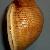 Phalium saburon