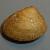 Nucula sulcata