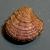 Clausinella fasciata