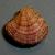 Clausinella fasciata