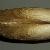 Lutraria magna