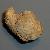 Chama gryphoides
