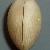 Diplodonta rotundata