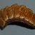Chaetopleura (Chaetopleura) angulata 