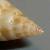 Mitrella pallaryi