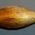 Gibbomodiola adriatica