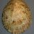 Patella nigra