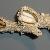 Gastrochaena dubia