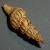 Comarmondia gracilis