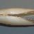 Lutraria angustior