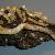Teredo navalis