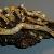 Teredo navalis