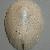 Emarginula sicula
