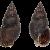 Nassarius tinei