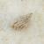 Pusillina radiata