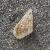 Pusillina radiata