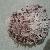 Spondylus gaederopus