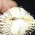 Acanthocardia aculeata