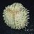 Acanthocardia aculeata