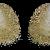 Limopsis aurita