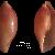 Simnia purpurea