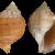 Galeodea echinophora
