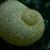 Megalomphalus disciformis